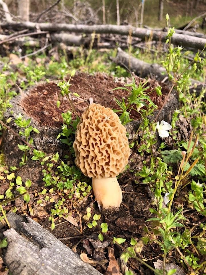 Fall Forest Treasures: Fungi & Nut Foraging Expedition