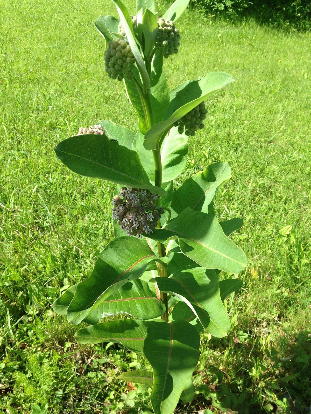 Wild, Edible Plants