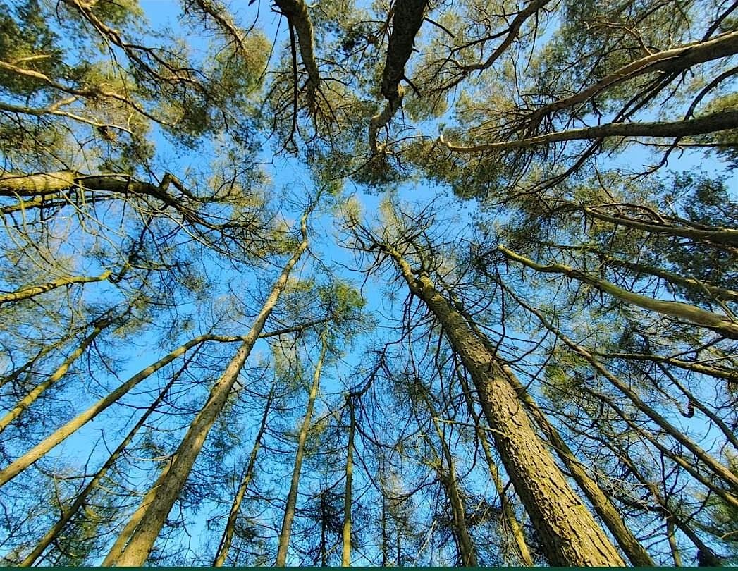 Winter Tree Identification and Forest Bathing