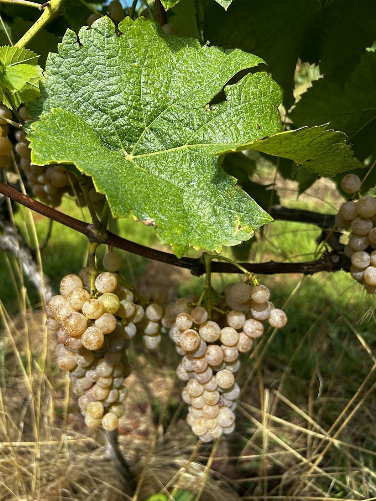 UGA Grape Meeting - Ellijay