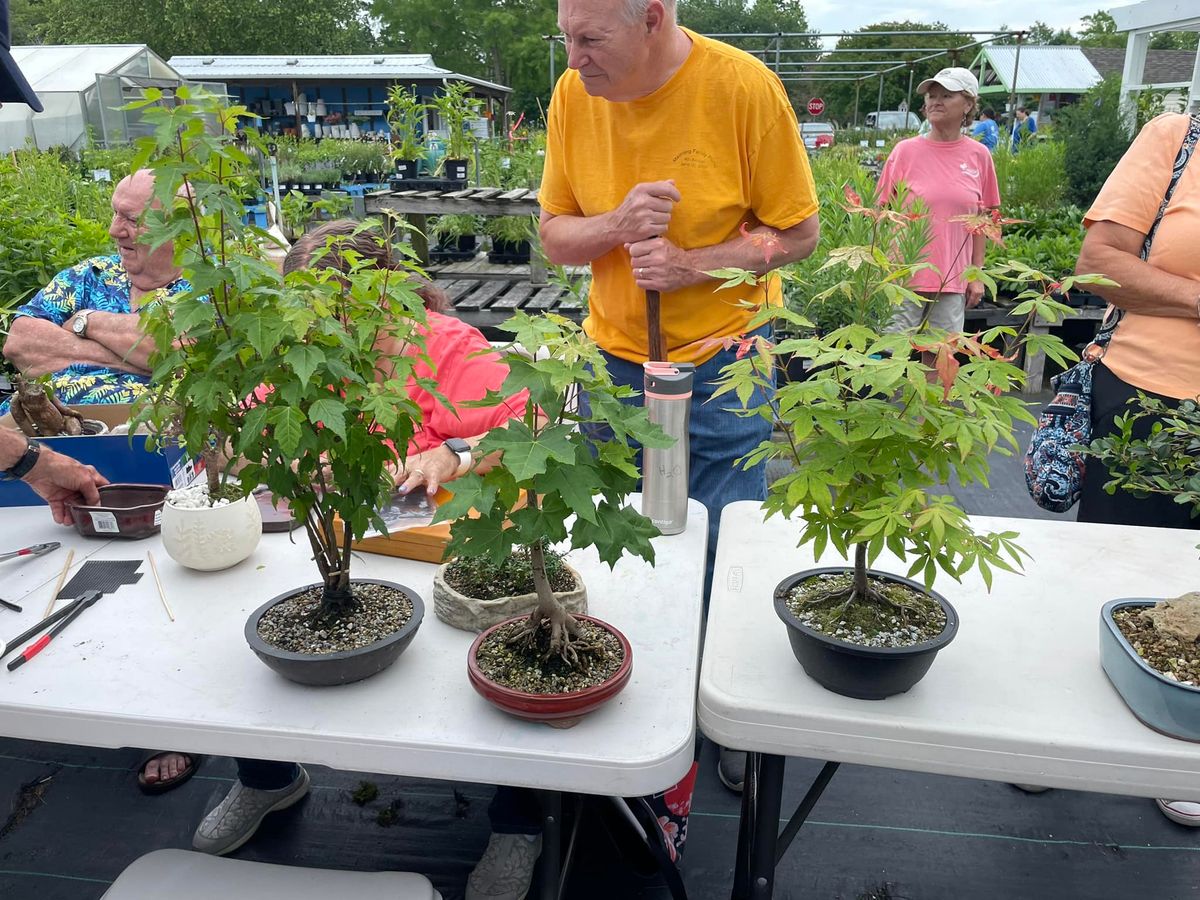 Bonsai Club- Celebrating 9 Years Learning Together