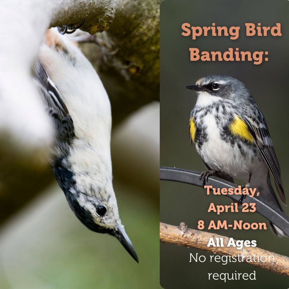 Spring Bird Banding