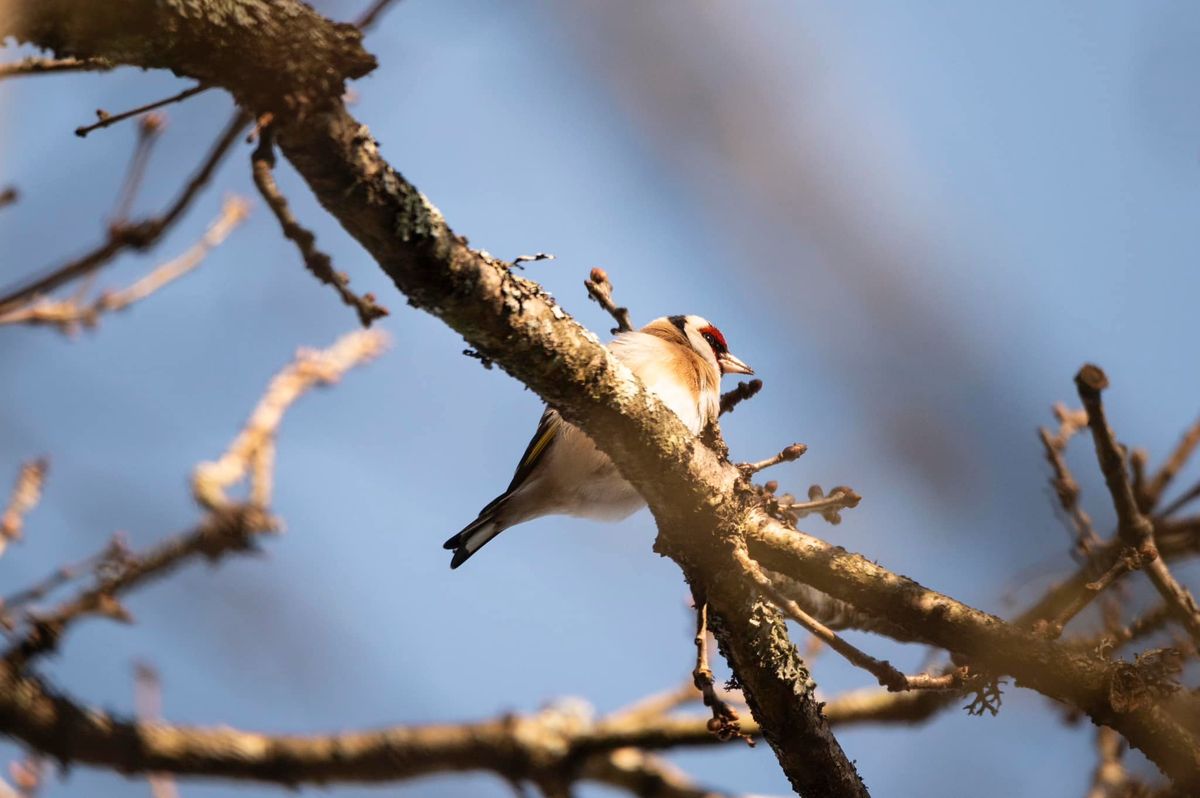 Big Garden Birdwatch at Knowle Park