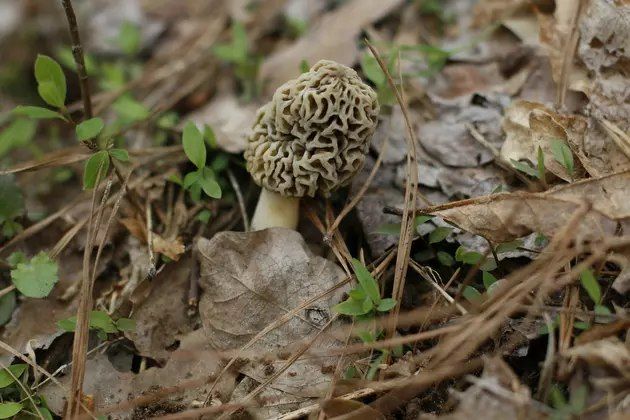 Wild Mushrooms of Missouri