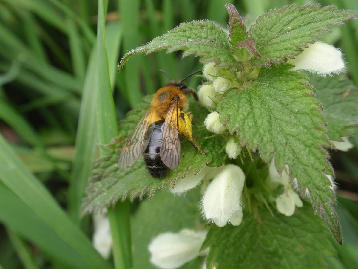 Introduction to Solitary Bees