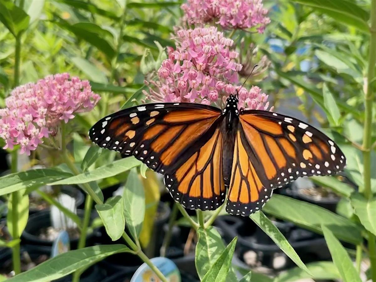 Planting for Pollinators Denise Hoeksema and Cheryl Rehrig