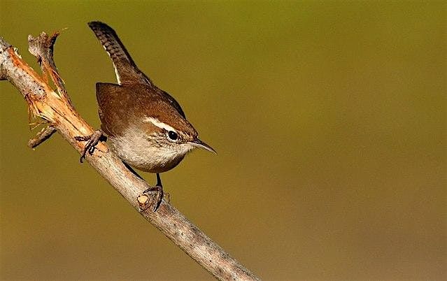 Fall Birding By Ear with Libby Mills
