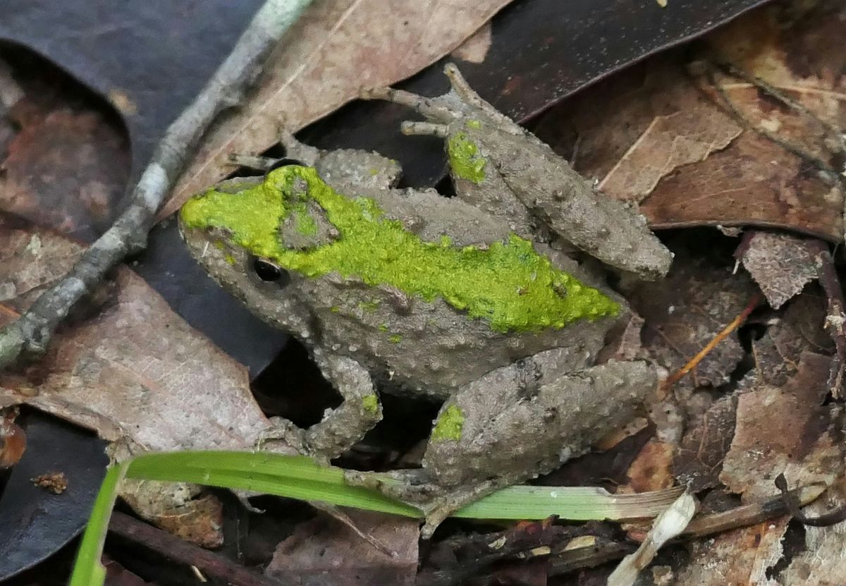 Cumberland Marsh Preserve Bioblitz