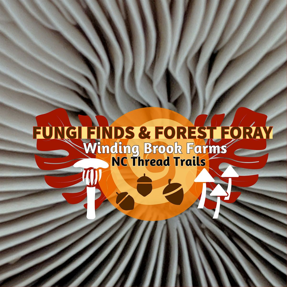 Fungi Finds & Forest Foray