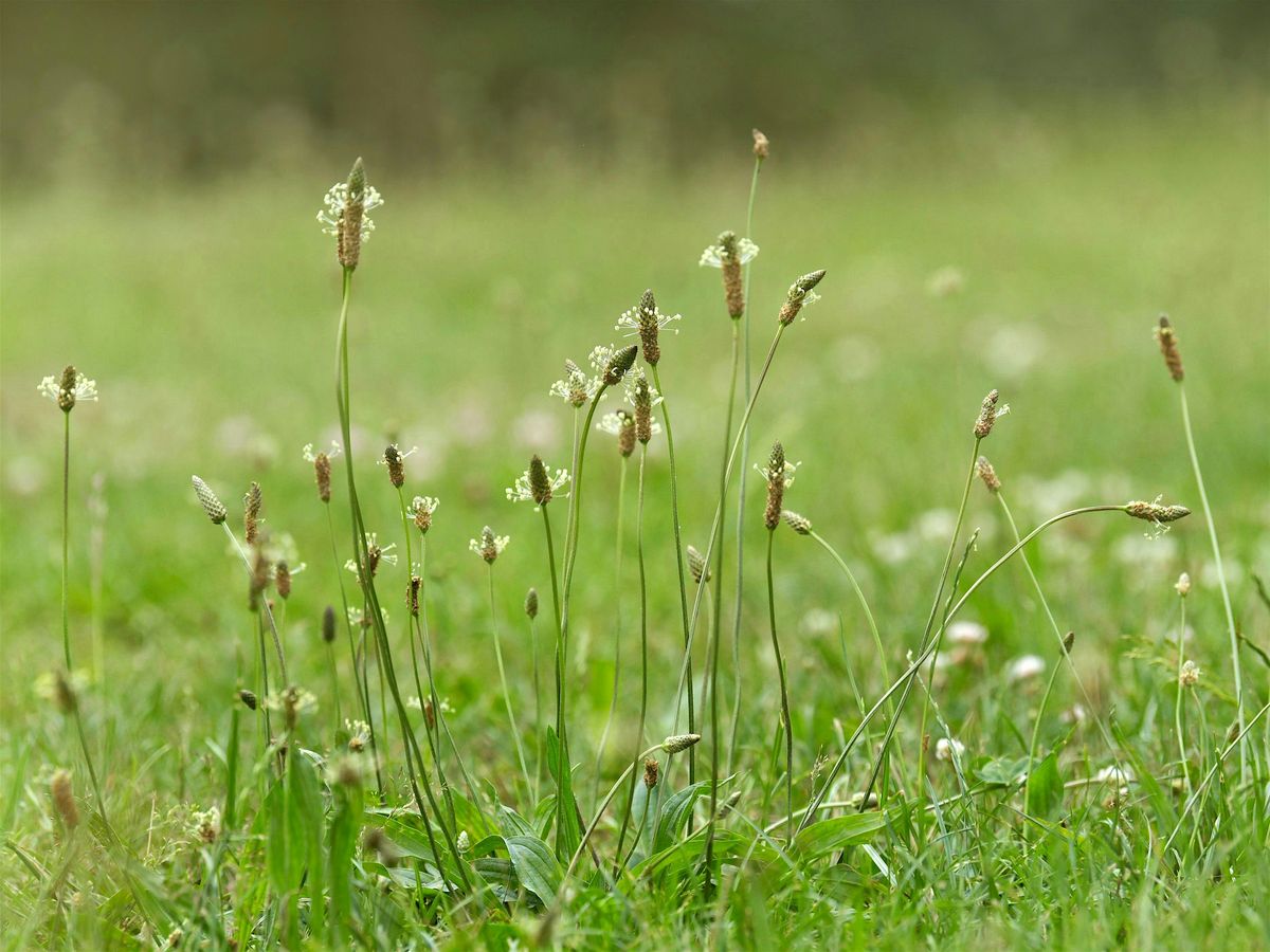 Regarding (and Respecting) the Weeds in Your Garden