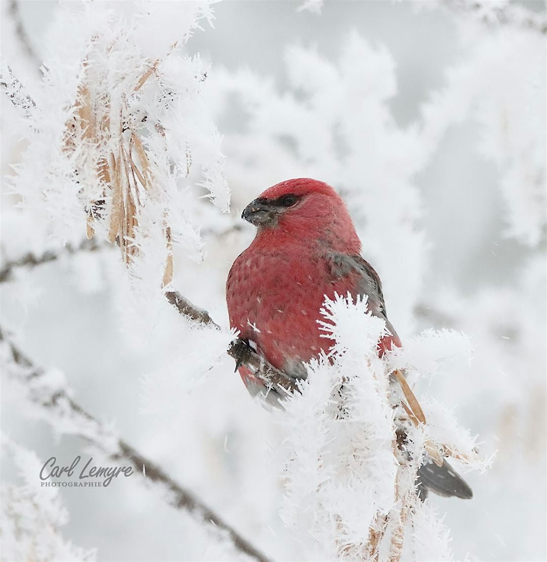 Training Session FeederWatch (in English)