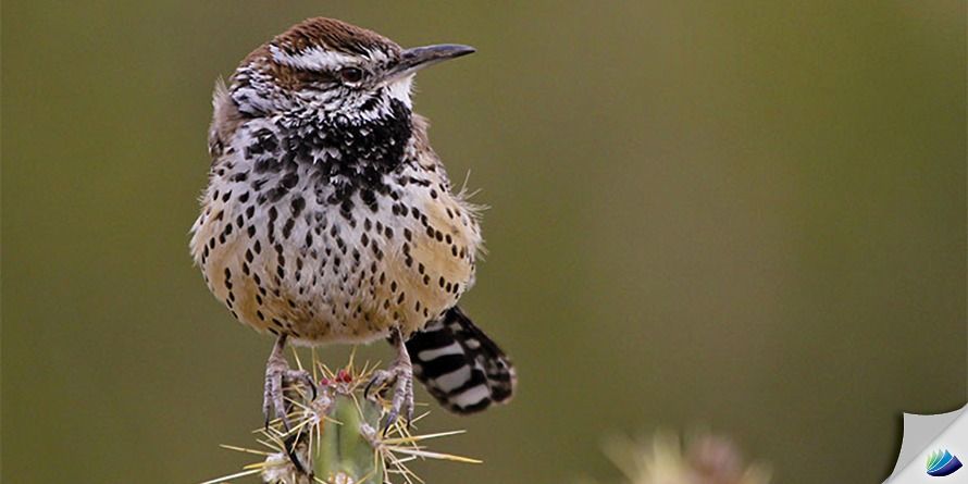 Bird Community for Tweens - Registration Required