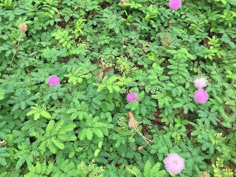 Lunch & Learn: Growing Great Groundcovers