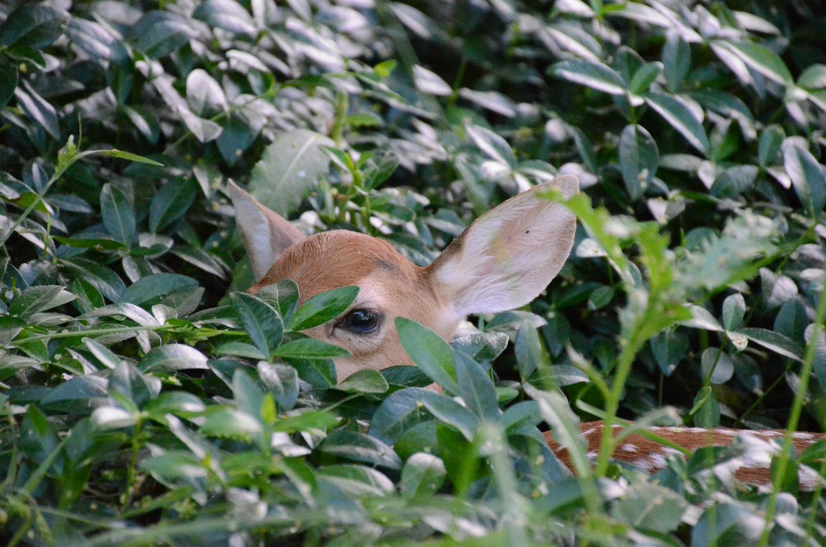 Deer Gardening Seminar