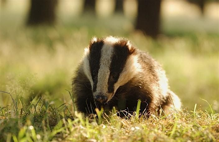 A talk from Scottish Badgers