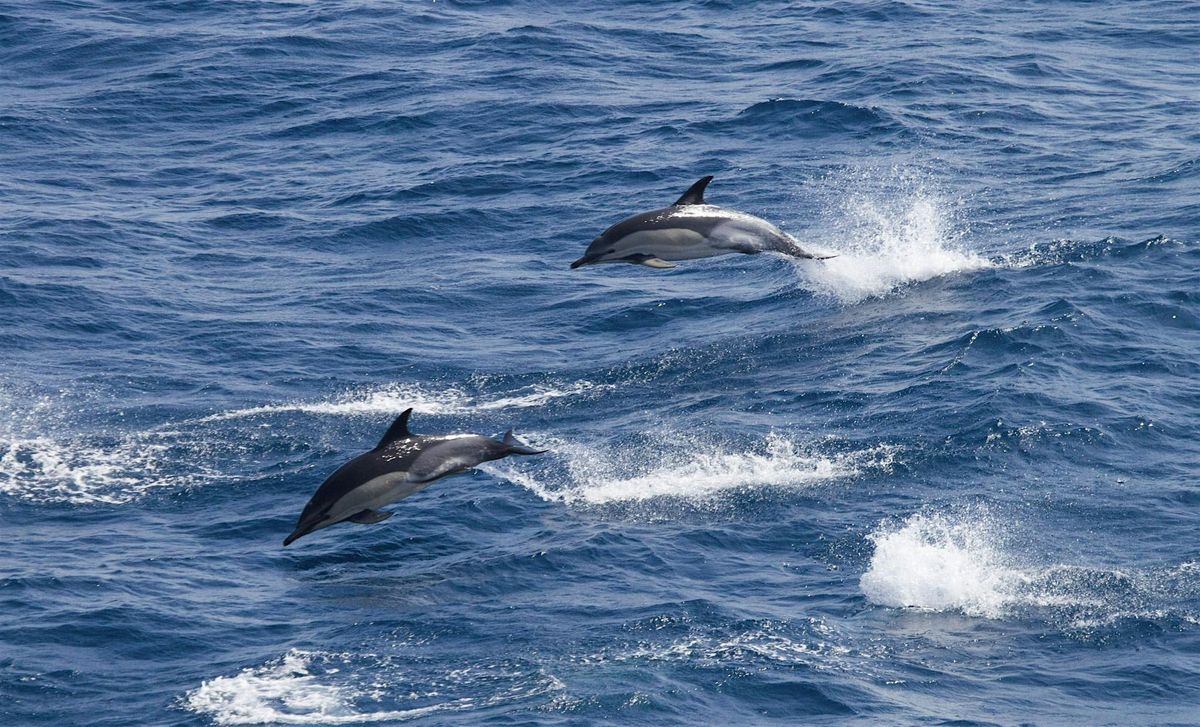 Local Volunteer Event: Wonderful Whales, Dolphins and a Pod of Porpoises