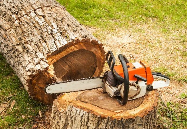 Intro to Chain Saws & Tree Felling