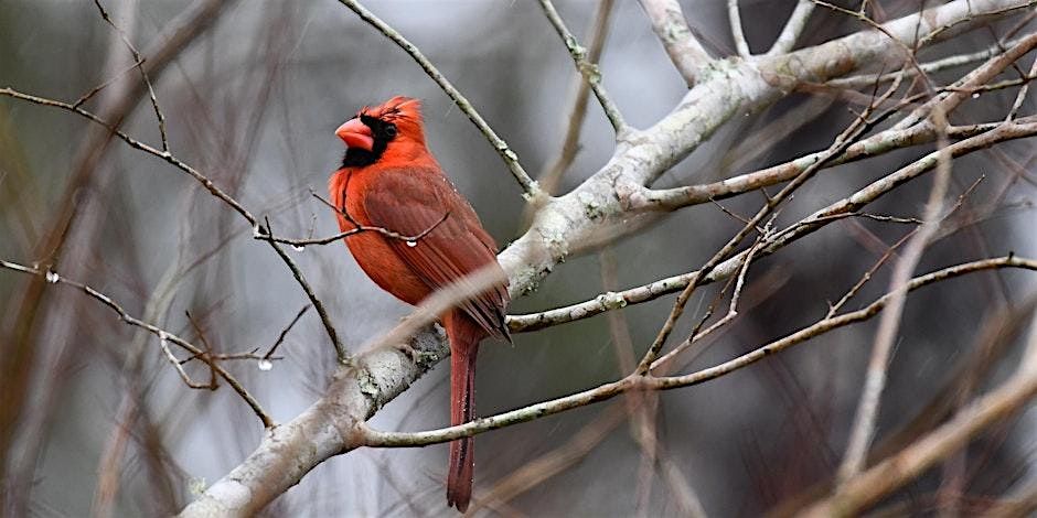 Birding at Burden January 2025