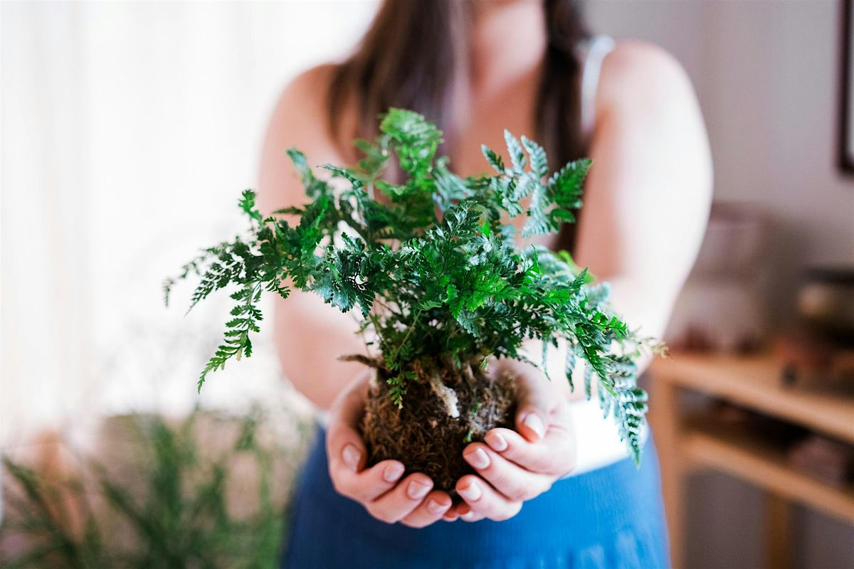 Discover the Art of Kokedama: Japanese 'Moss Ball' Workshop