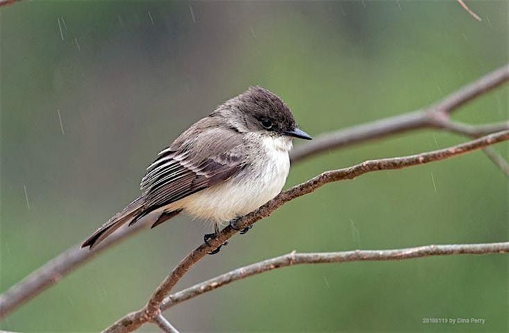 Headwaters 2nd Friday Birding with Britt Coleman