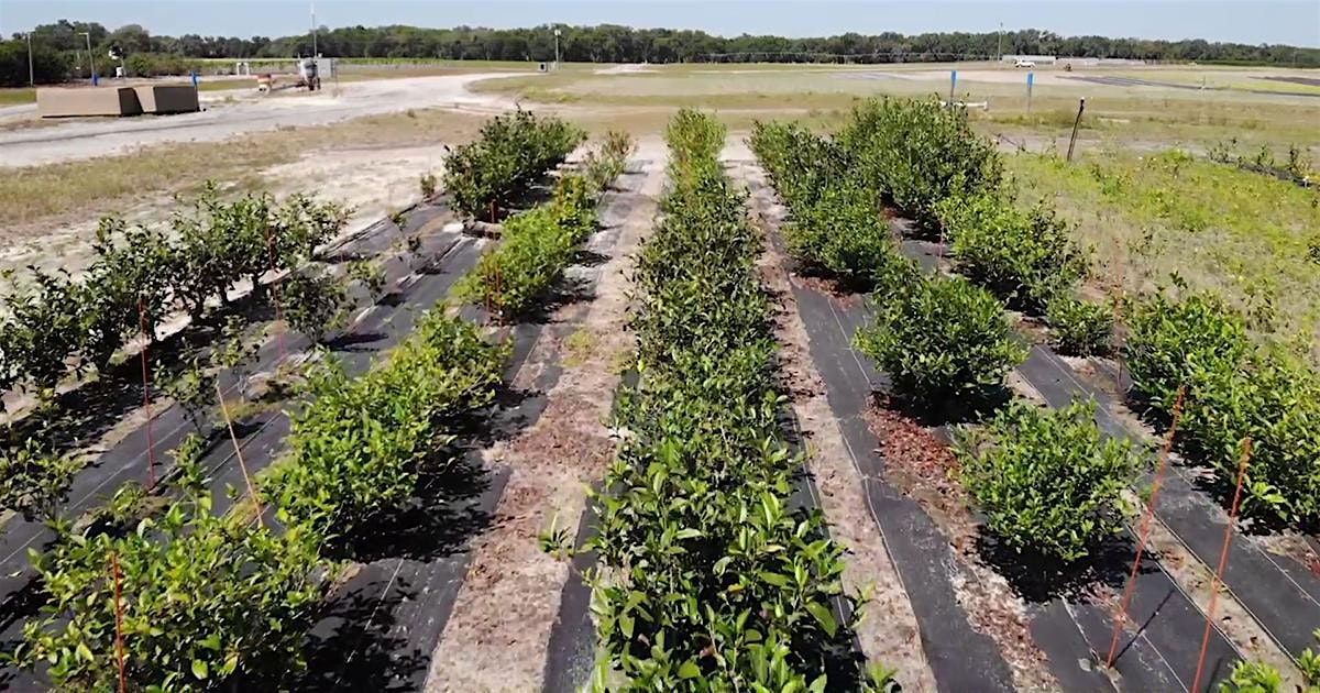 12-17-2025 Tea - Sip, Learn, Cultivate