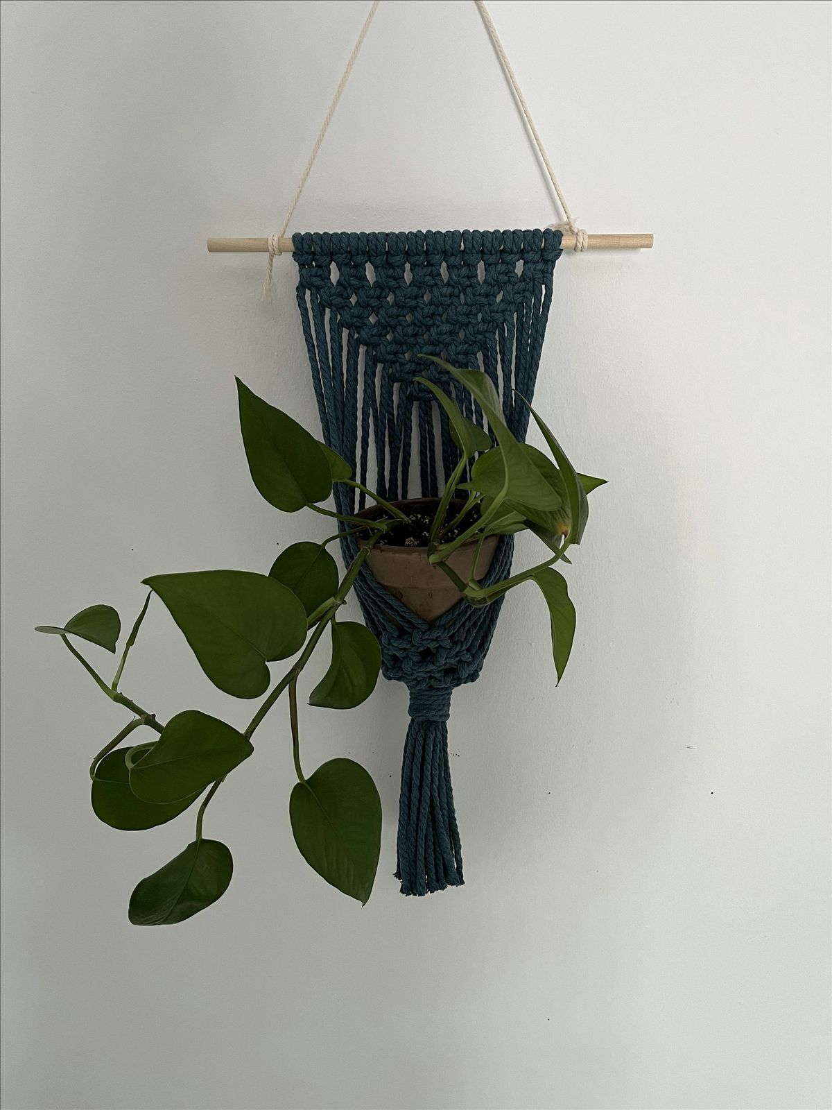 Macrame Plant Hanger Class