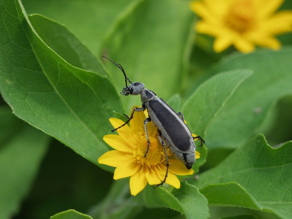 Day of Insects