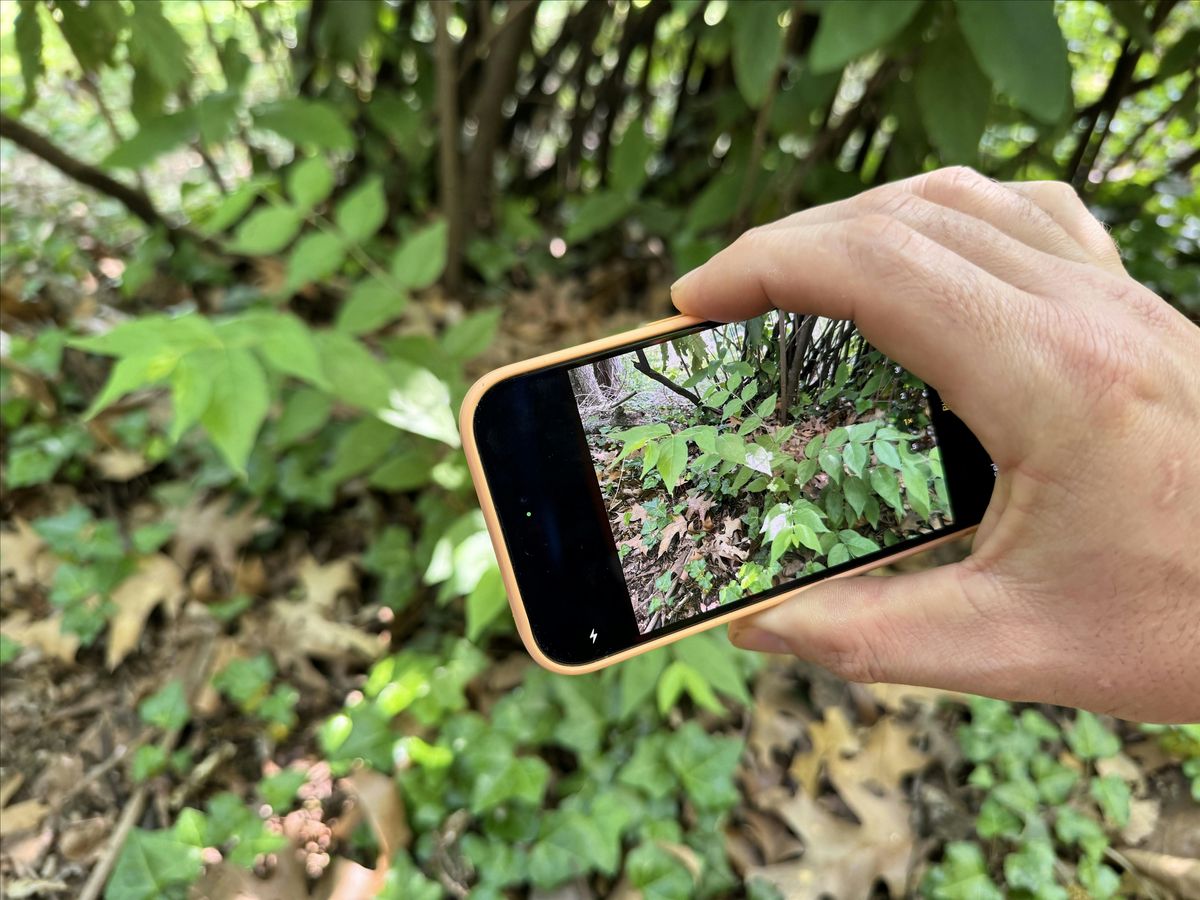 iNaturalist bioblitz on the Mount Vernon Trail