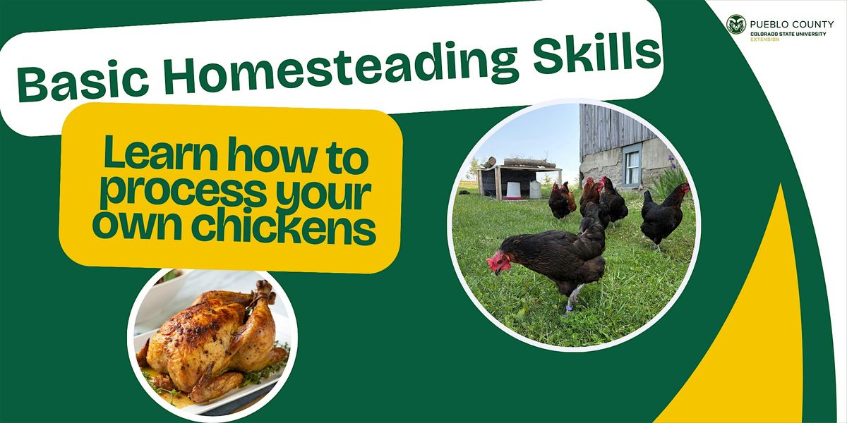 Homesteading Chicken Processing