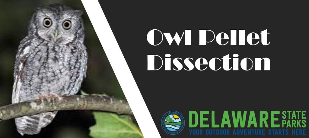 Owl Pellet Dissection