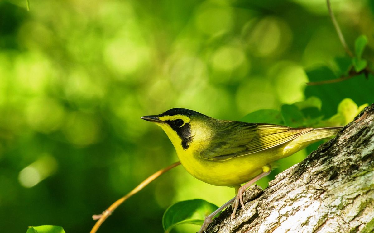 Spring Birding with Red Oaks Birding Club