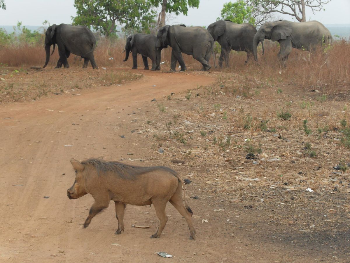 Mole Adventure Tours: December Ghana Tour