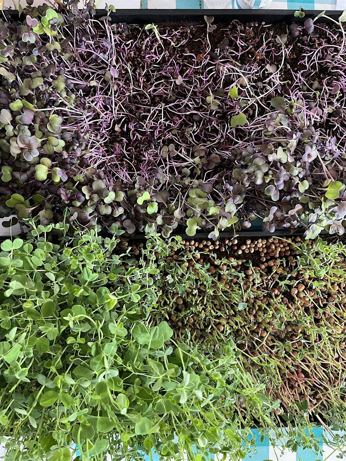 Micro Greens - Demo & Q+A with Vert Ascent