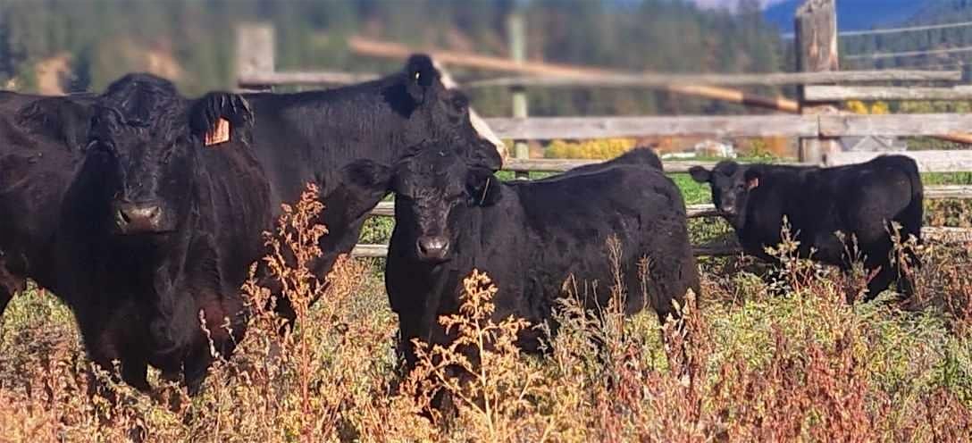 Livestock Management Workshop - Cranbrook