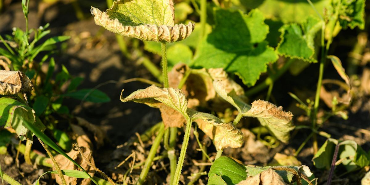 (PAHRUMP) Refresh & Restore: Post-Summer Plant Care