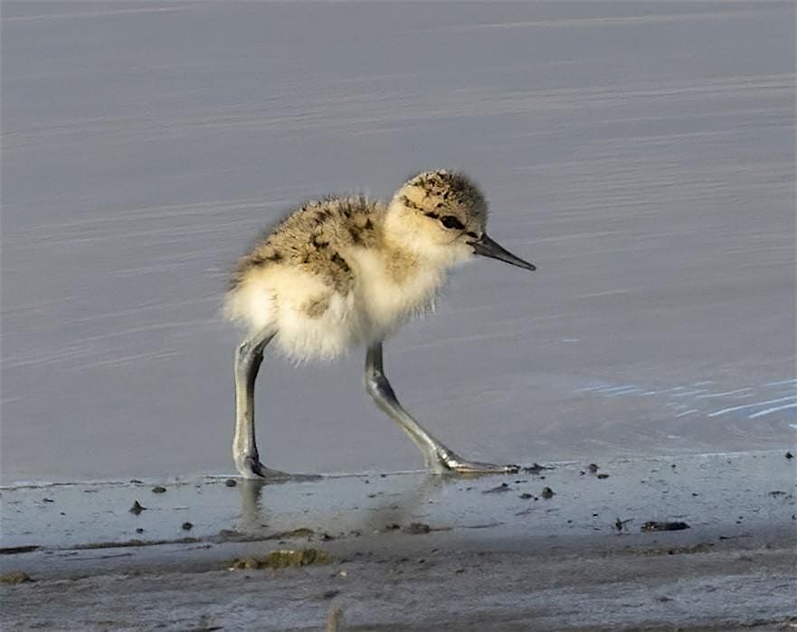 Novato Baylands Bilingual Bird-A-Thon Walk 2025