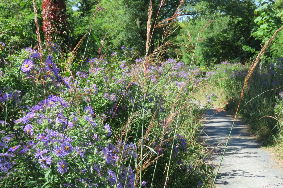 Plant Walk at the Ridgewood Reservoir