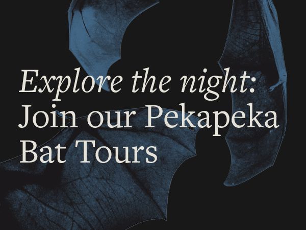 Pekapeka night-time discovery walk - SOLD OUT