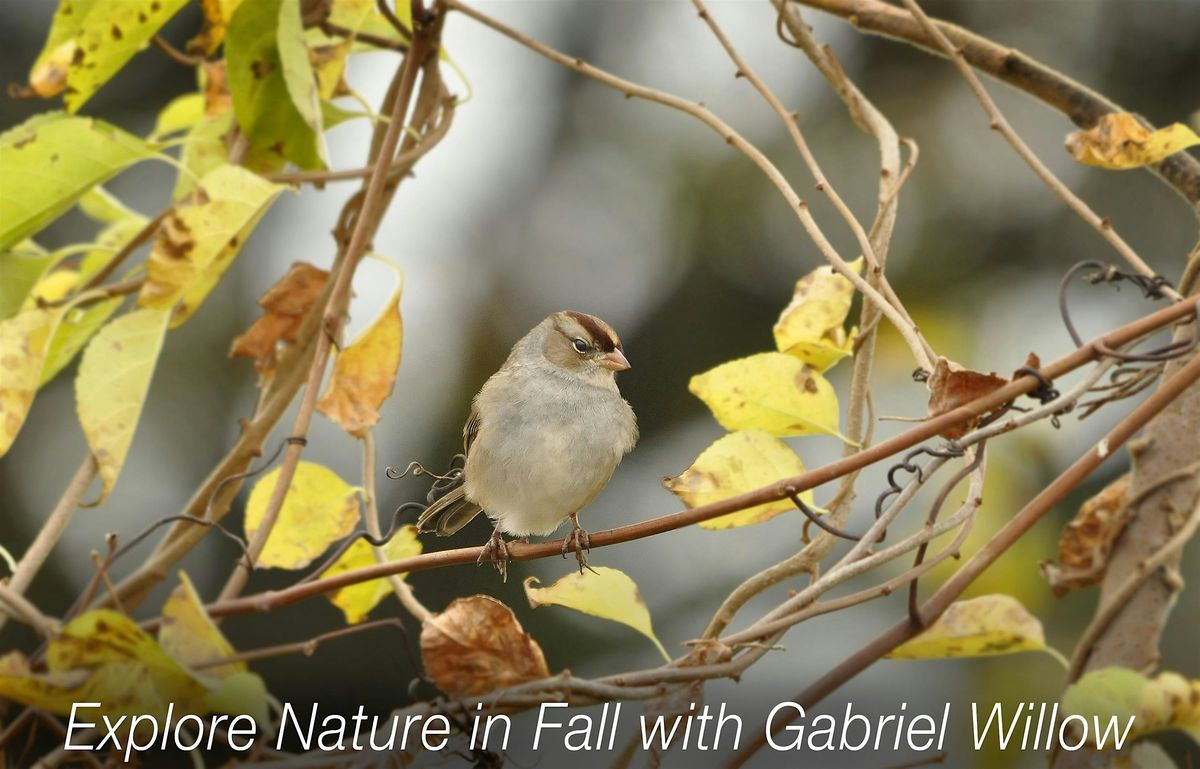 Sparrow ID Walk
