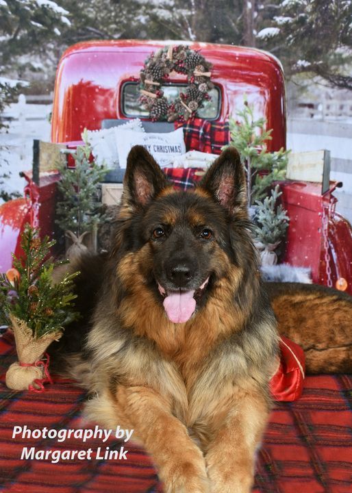 Pet Photos with Santa 