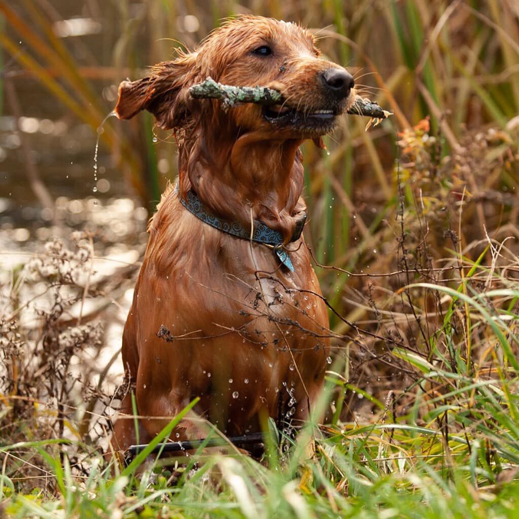 Outdoor Pet Portrait Sessions! Hoover AL