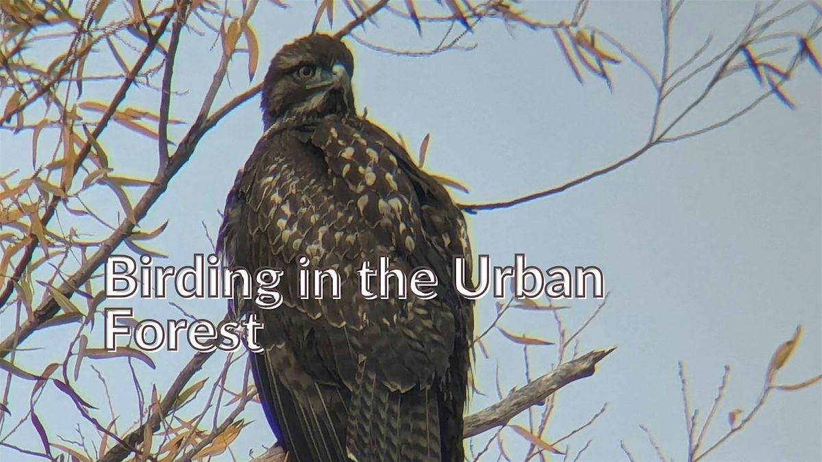 Birding in the Urban Forest