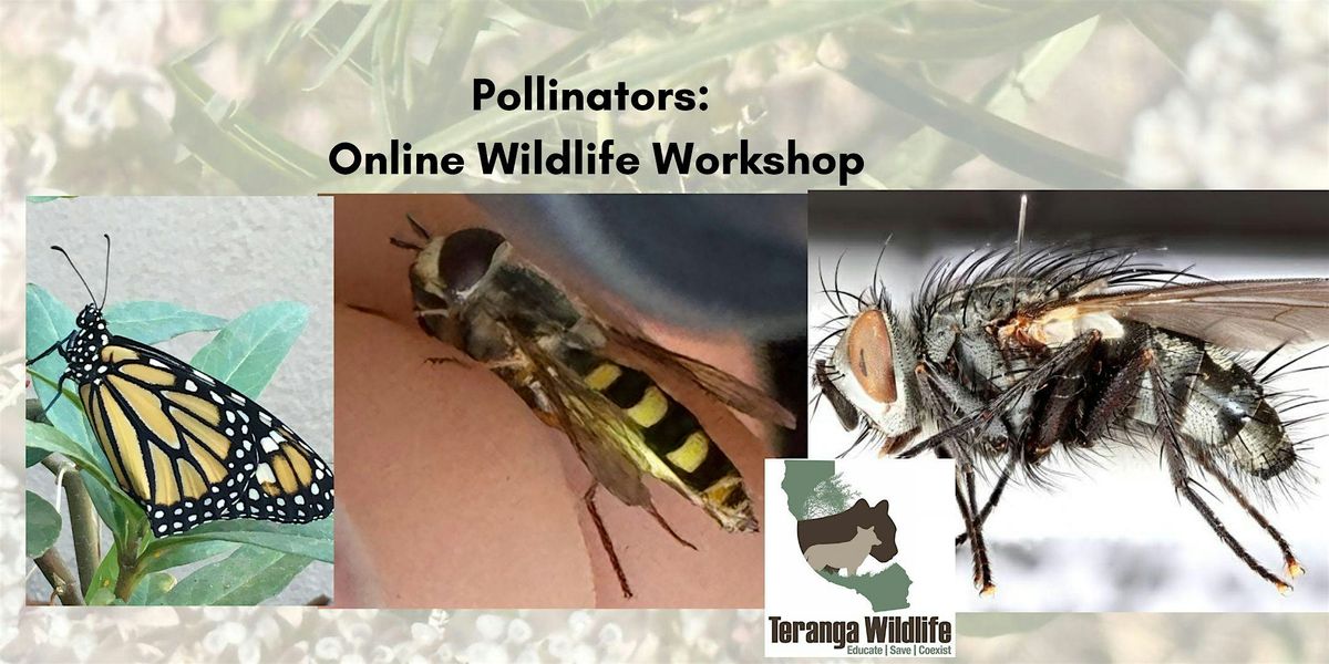 Pollinators: Online Wildlife Workshop