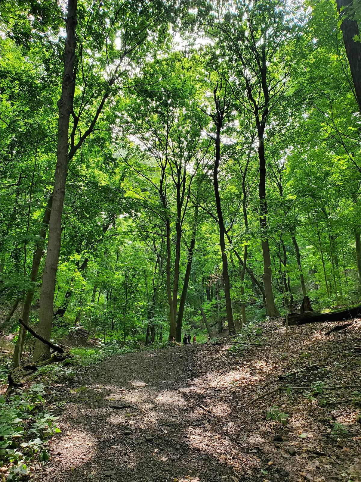 Springtime Forest Bathing at Penn Forest Natural Burial Park