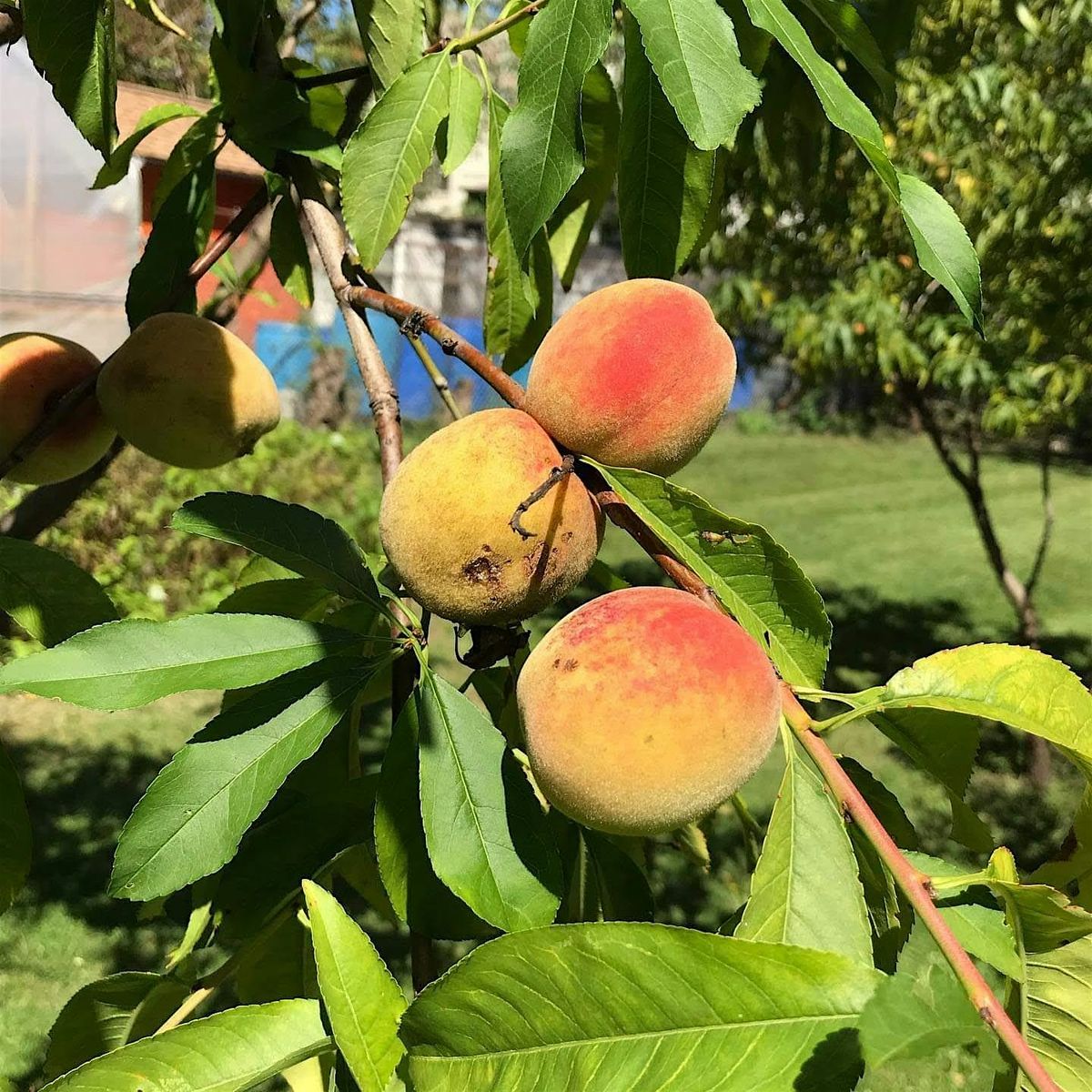 Farm Tour: Growing Your Own Fruit Trees