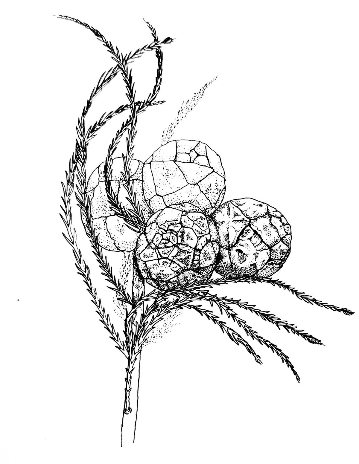 Botanical Illustration