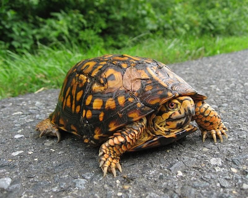 Terrific Turtles- Live Animal Program at FCC Natick