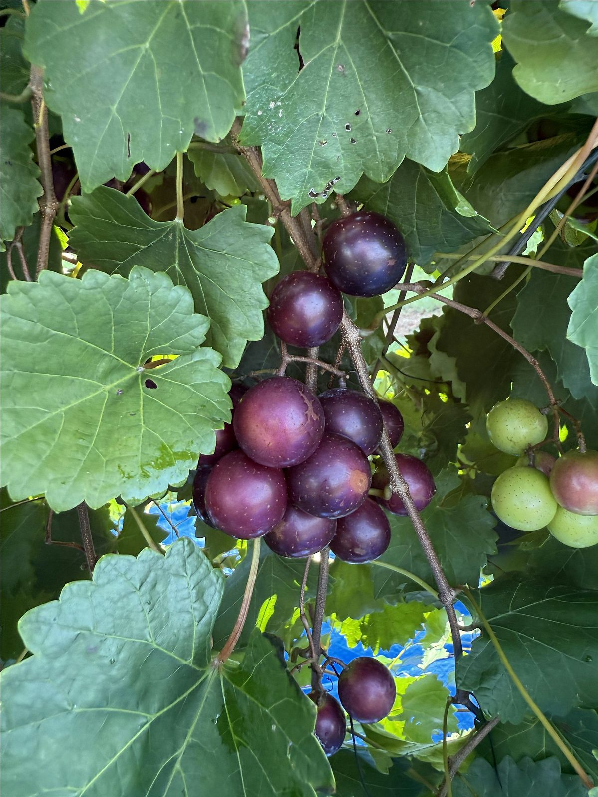 UGA Muscadine Meeting - Tifton