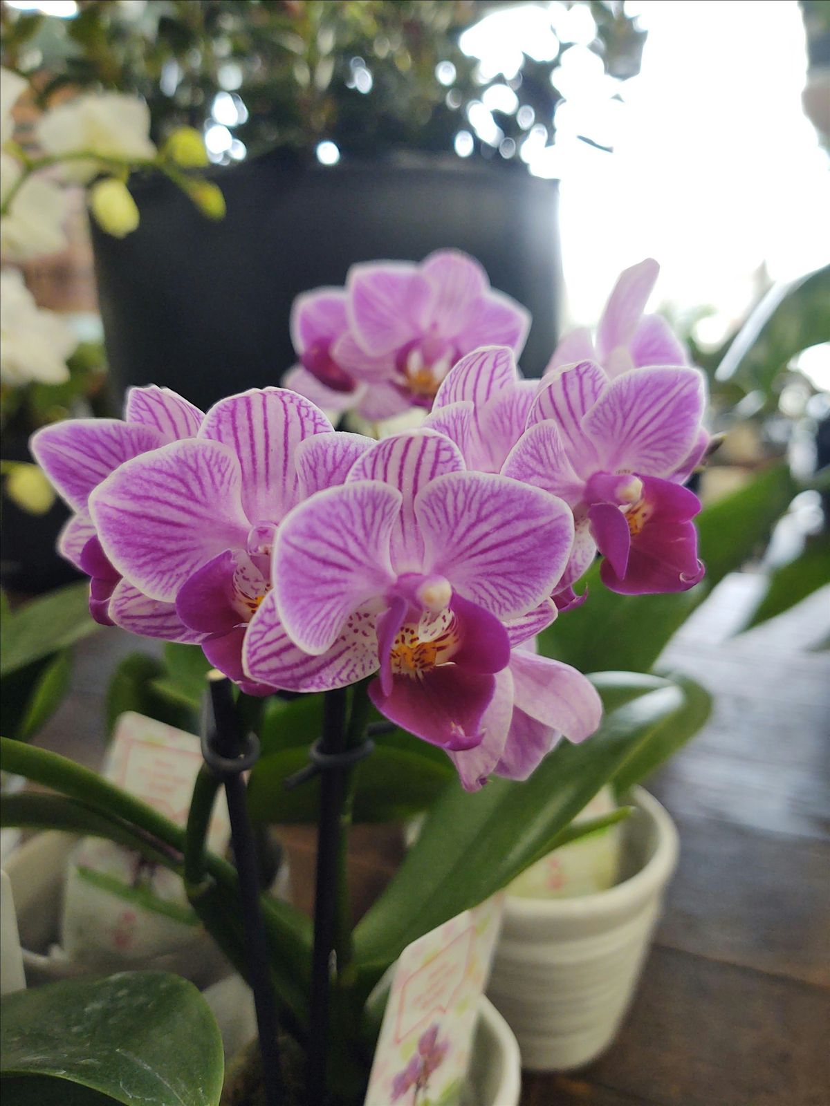 All About Orchids