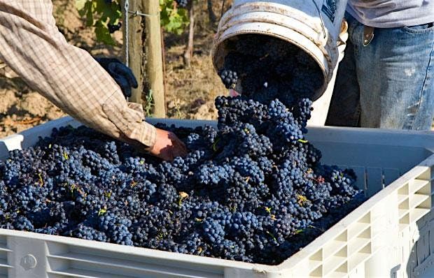 Pinot Noirs From Around the World